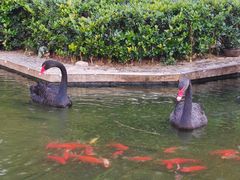 -行者书屋大堂吧 ·下午茶(南京圣和府邸酒店)