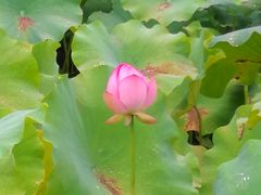 -四川大学(华西校区)