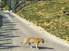 -大连森林动物园