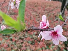 -重庆中央公园(渝北区)