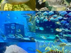 -北海海底世界