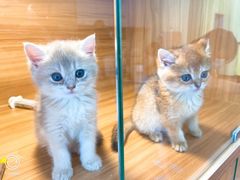 -猫十亿·布偶金渐层·曼基康矮脚猫舍(青年路店)