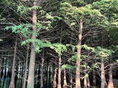 -森林公园(地铁站)