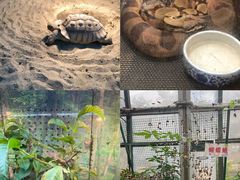 -上海大自然野生昆虫馆(东方明珠·爬宠昆虫探索中心)