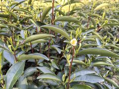 -武夷山风景名胜区-虎啸岩