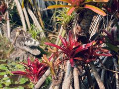 -中国科学院西双版纳热带植物园