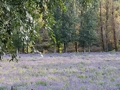 -紫海香堤香草艺术庄园