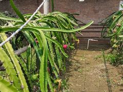 -呀路古热带植物园