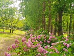 -上海滨江森林公园