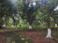 -张坝桂圆林公园