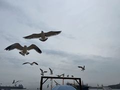-海驴岛(荣成市)