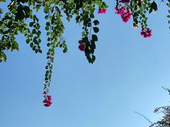 -野象谷景区