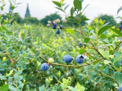 -金谷域澳洲庄园