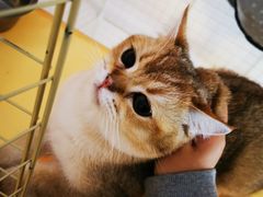 -南京Hallo宠物乐园·哈罗犬舍·柴犬繁育基地