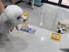 -安安宠医宠物医院·异宠·犬猫内科(岳阳分院)