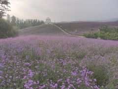 -密云玫瑰情园