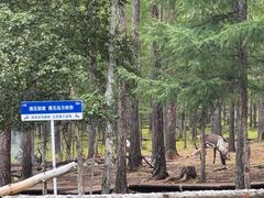 -莫尔道嘎国家森林公园