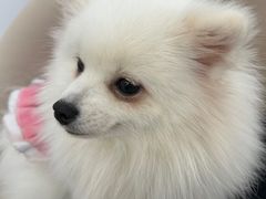 -怪兽屋·羊驼·猫咖·狗咖(俊华广场店)