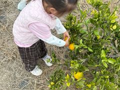 -前小桔亲子创意农场·草莓采摘·露营烧烤