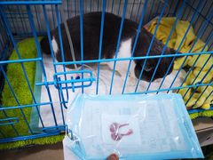 -萌兽医馆·宠物医院·猫骨科(创景店)