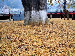 -千年银杏谷文化旅游区