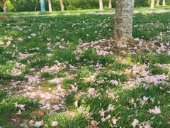 -贡湖湾湿地公园