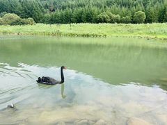 -本溪汤沟绿石谷森林公园