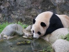 -都江堰中华大熊猫苑
