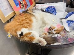 -玫瑰咖啡(中山六路店)
