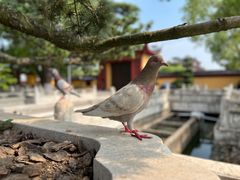 -上海东林寺(金山区)