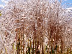 -野鸭湖国家湿地公园