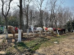 -上海海湾国家森林公园