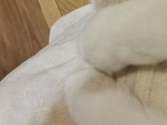 -滚猫咖啡·猫咖·猫友好撸猫(未来城店)