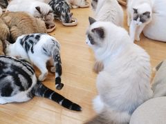-有喵·猫咖·狗咖·30几只猫10只小狗(岗厦店)