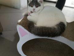 -有猫主题·治愈系猫咖(曾厝垵店)