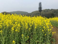 -龙寺生态园