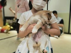 -逗柴咖啡屋·狗咖猫咖宠物桌游