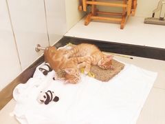 -艾吉宠物医院·疑难杂症转诊中心·猫友好(碧江路院)