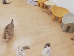 -有喵·猫咖·狗咖·30几只猫10只小狗(岗厦店)