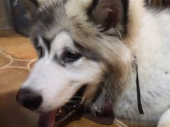 -李小姐の猫咖啡馆(五角场店)