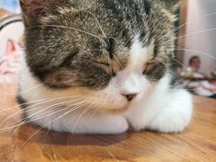 -more than meow吴止猫主题餐厅(承德 中船汇店)