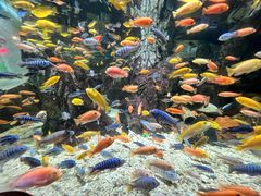 -太平洋海底世界