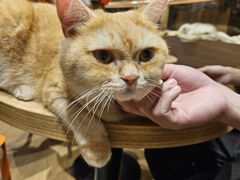 -米乐乖乖猫咪咖啡馆·猫咖(深圳湾后海汇店)