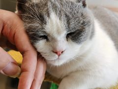 小葫芦-猫在这儿猫咪咖啡馆·撸猫馆