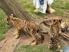 -西霞口神雕山野生动物世界