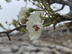 -原山国家森林公园