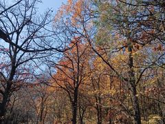 -阳台山自然风景区
