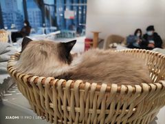 -怪兽屋·羊驼·猫咖·狗咖(俊华广场店)