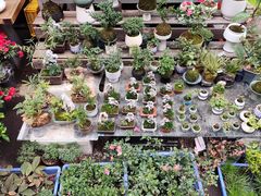 -苏州市皮市街花鸟工艺品市场