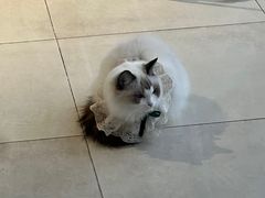 -怪兽屋·羊驼·猫咖·狗咖(俊华广场店)